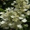 Pluimhortensia (Hydrangea Paniculata 'Dharuma') -Groene Wereld hydrangea paniculata dharuma 2