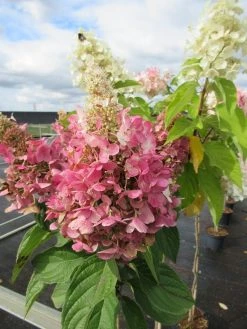 Pluimhortensia Op Stam (Hydrangea Paniculata 'Pinky Winky') -Groene Wereld hydrangea paniculata pinky winky 2 1 1 1