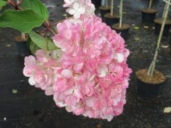 Pluimhortensia Op Stam (Hydrangea Paniculata 'Pinky Winky') -Groene Wereld hydrangea paniculata pinky winky 3 1
