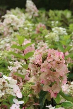 Pluimhortensia (Hydrangea Paniculata 'Unique') -Groene Wereld hydrangea paniculata unique 1