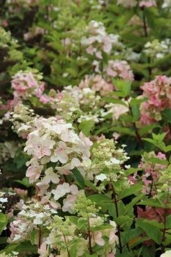 Pluimhortensia (Hydrangea Paniculata 'Unique') -Groene Wereld hydrangea paniculata unique 3