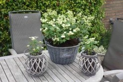 Hortensia (Hydrangea 'Prim White') -Groene Wereld hydrangea prim white 01 1