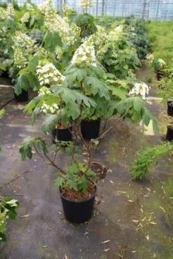 Eikenbladhortensia (Hydrangea Quercifolia) -Groene Wereld hydrangea quercifolia