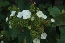 Eikenbladhortensia (Hydrangea Quercifolia) -Groene Wereld hydrangea quercifolia 1