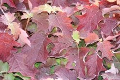 Eikenbladhortensia (Hydrangea Quercifolia) -Groene Wereld hydrangea quercifolia 1