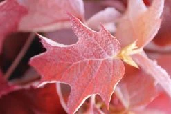 Eikenbladhortensia (Hydrangea Quercifolia) -Groene Wereld hydrangea quercifolia 2