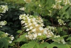 Eikenbladhortensia (Hydrangea Quercifolia) -Groene Wereld hydrangea quercifolia 2 1