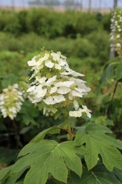 Eikenbladhortensia (Hydrangea Quercifolia) -Groene Wereld hydrangea quercifolia 3
