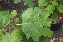 Eikenbladhortensia (Hydrangea Quercifolia) -Groene Wereld hydrangea quercifolia 4