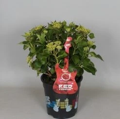 Hortensia Red Reggae (Hydrangea 'Music Collection') -Groene Wereld hydrangea red reggae c5 3