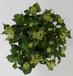 Hortensia Red Reggae (Hydrangea 'Music Collection') -Groene Wereld hydrangea red reggae c5 4 2