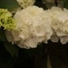 Hortensia (Hydrangea Macrophylla 'Schneeball') -Groene Wereld hydrangea schneeball 2 1 2