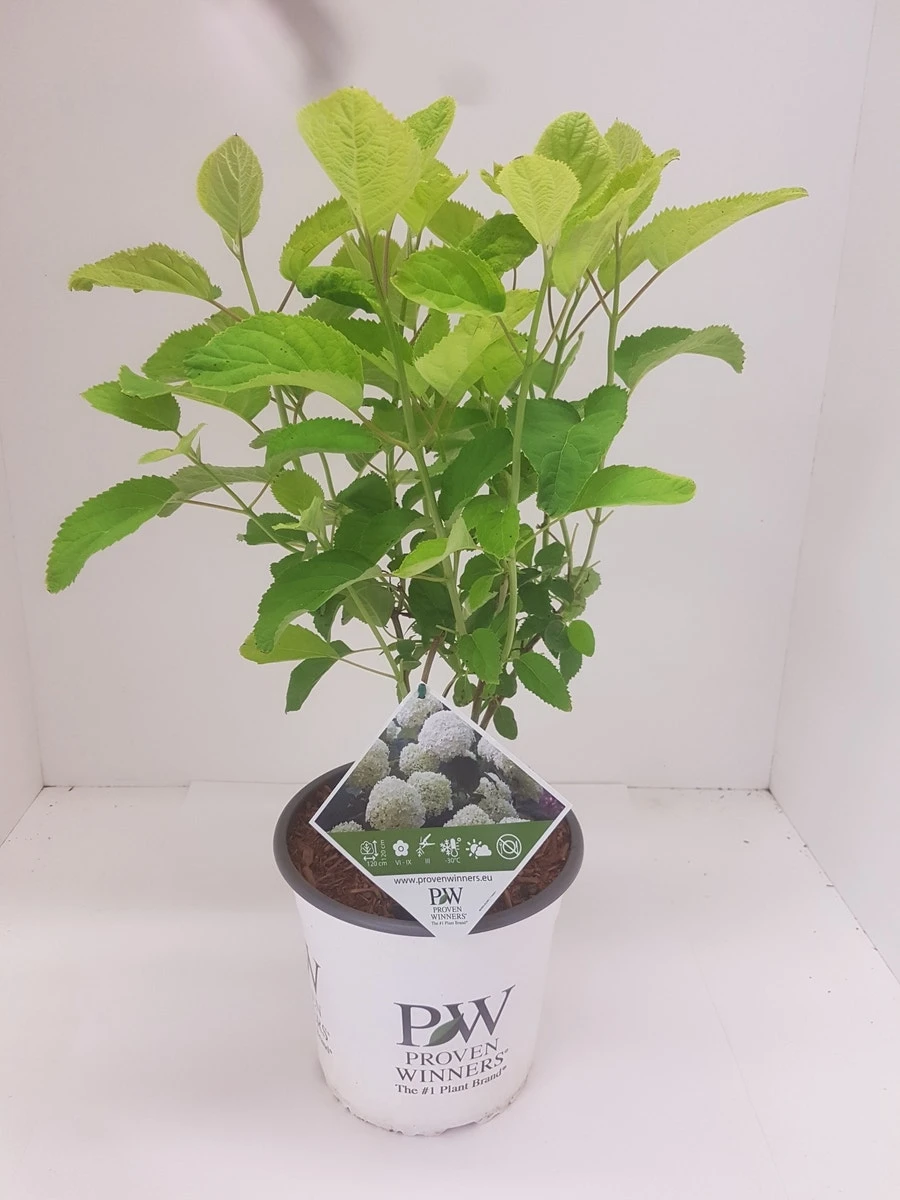 Hortensia (Hydrangea 'Strong Annabelle') 8 Hortensia (Hydrangea 'Strong Annabelle') - Afbeelding 6