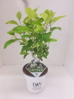 Hortensia (Hydrangea 'Strong Annabelle') -Groene Wereld hydrangea strong annabel