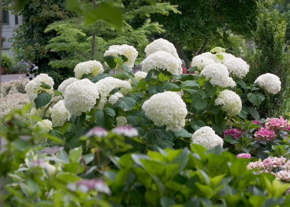Hortensia (Hydrangea 'Strong Annabelle') 4 Hortensia (Hydrangea 'Strong Annabelle') - Afbeelding 2