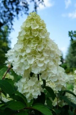 Pluimhortensia (Hydrangea Paniculata 'Sundae Fraise') -Groene Wereld hydrangea sundae fraise 01
