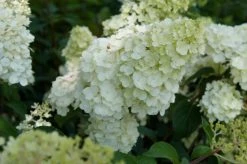 Pluimhortensia (Hydrangea Paniculata 'Sundae Fraise') -Groene Wereld hydrangea sundae fraise 02