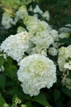 Pluimhortensia (Hydrangea Paniculata 'Sundae Fraise') -Groene Wereld hydrangea sundae fraise 03