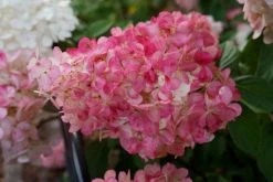 Pluimhortensia (Hydrangea Paniculata 'Sundae Fraise') -Groene Wereld hydrangea sundae fraise 03 middel