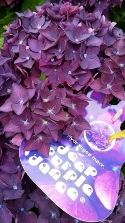 Hortensia Deep Purple Dance (Hydrangea 'Music Collection') -Groene Wereld hydrangeadeeppurpledance01