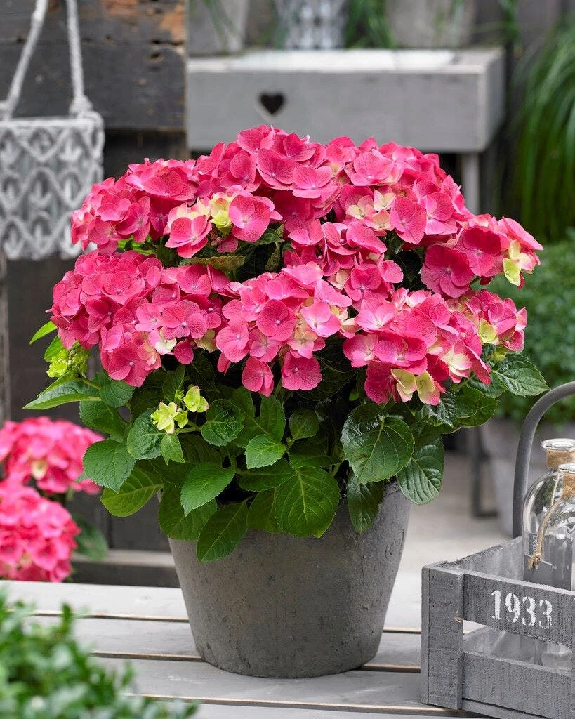Hortensia Rood (Hydrangea 'Forever&Ever') 3 Hortensia Rood (Hydrangea 'Forever&Ever')