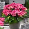 Hortensia Rood (Hydrangea 'Forever&Ever') -Groene Wereld hydrangeaforeverandeverroodv01