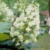 Eikenbladhortensia (Hydrangea Quercifolia) -Groene Wereld hydrangeaquercifoliabloeiv01