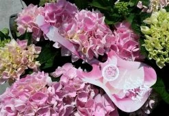 Hortensia Soft Pink Salsa (Hydrangea 'Music Collection') 11 Hortensia Soft Pink Salsa (Hydrangea 'Music Collection') -Groene Wereld hydrangeasoftpinksalsa01 1 2
