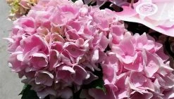 Hortensia Soft Pink Salsa (Hydrangea 'Music Collection') 9 Hortensia Soft Pink Salsa (Hydrangea 'Music Collection') -Groene Wereld hydrangeasoftpinksalsa02