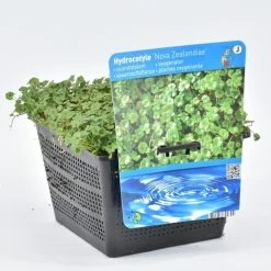 Waternavel (Hydrocotyle Novae-zealandiae) 7 Waternavel (Hydrocotyle Novae-zealandiae) -Groene Wereld hydrocotyle nova zealandiae 18x18 20180403224236