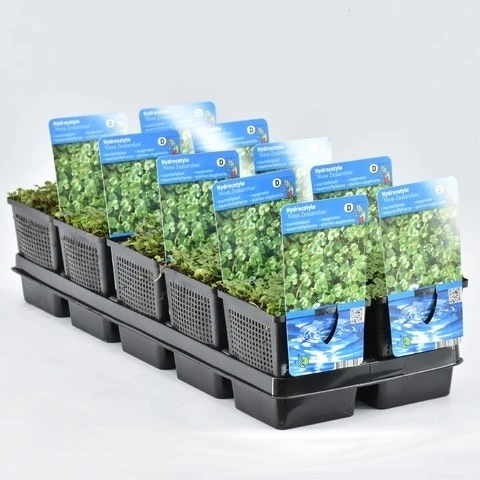 Waternavel (Hydrocotyle Novae-zealandiae) 3 Waternavel (Hydrocotyle Novae-zealandiae)