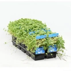 Bonte Waternavel (Hydrocotyle Sib. 'Variegata') -Groene Wereld hydrocotyle sib. var. 20180424214355