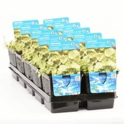 Bonte Waternavel (Hydrocotyle Sib. 'Variegata') -Groene Wereld hydrocotyle sib. var. t