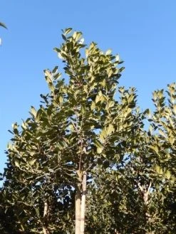 Hulst Als Boom (Ilex 'Nellie R. Stevens') -Groene Wereld ilex a. nellie r. stevens 8 10 3 1