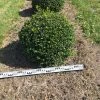 Hulst Als Bolvorm (Ilex Aquifolium) -Groene Wereld ilex aquifolium 70 cm breed bol drkl 1