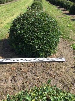 Hulst Als Bolvorm (Ilex Aquifolium) -Groene Wereld ilex aquifolium 90 cm breed bol drkl 1