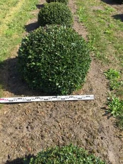 Hulst Als Bolvorm (Ilex Aquifolium) -Groene Wereld ilex aquifolium 90 cm breed bol drkl 3