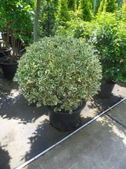 Bonte Hulst In Bolvorm (Ilex Aquifolium 'Argentea Marginata') -Groene Wereld ilex aquifolium argenteomarginatum bol 80 100