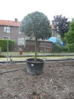 Hulst Op Stam (Ilex Aquifolium) -Groene Wereld ilex aquifolium halfstam 30 35