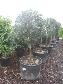 Hulst Op Stam (Ilex Aquifolium) -Groene Wereld ilex aquifolium halfstam c130 150