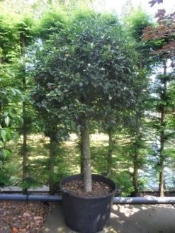 Hulst Op Stam (Ilex Aquifolium) -Groene Wereld ilex aquifolium halfstam c200 extra