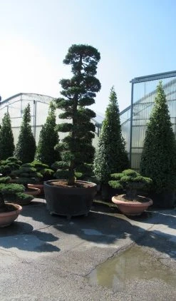 Japanse Hulst Als Bonsai (Ilex Crenata) -Groene Wereld ilex bonsai