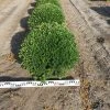 Japanse Hulst Als Bolvorm (Ilex Crenata) -Groene Wereld ilex crenata 60 cm breed bol drkl 1
