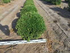 Japanse Hulst Als Bolvorm (Ilex Crenata) 7 Japanse Hulst Als Bolvorm (Ilex Crenata) -Groene Wereld ilex crenata 60 cm breed bol drkl 2