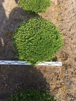 Japanse Hulst Als Bolvorm (Ilex Crenata) 8 Japanse Hulst Als Bolvorm (Ilex Crenata) -Groene Wereld ilex crenata 70 cm breed bol drkl 1