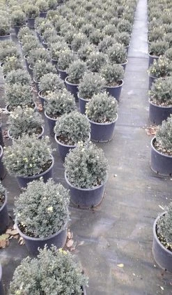 Japanse Hulst (Ilex Crenata 'Kinme') -Groene Wereld ilex crenata ball d25 10lt 1