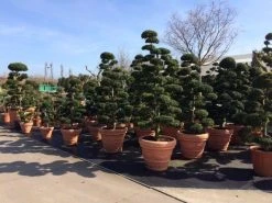 Japanse Hulst Als Bonsai (Ilex Crenata) -Groene Wereld ilex crenata bonsai s