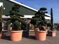 Japanse Hulst Als Bonsai (Ilex Crenata) -Groene Wereld ilex crenata bonsai solitair extra