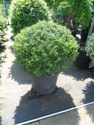 Japanse Hulst In Bolvorm (Ilex Crenata 'Convexa') 4 Japanse Hulst In Bolvorm (Ilex Crenata 'Convexa') - Afbeelding 2