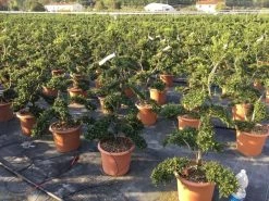 Japanse Hulst Als Bonsai (Ilex Crenata 'Kinme') -Groene Wereld ilex crenata kimne bonsai 2